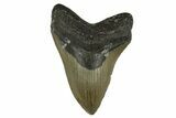 Serrated, Fossil Megalodon Tooth - North Carolina #308587-1